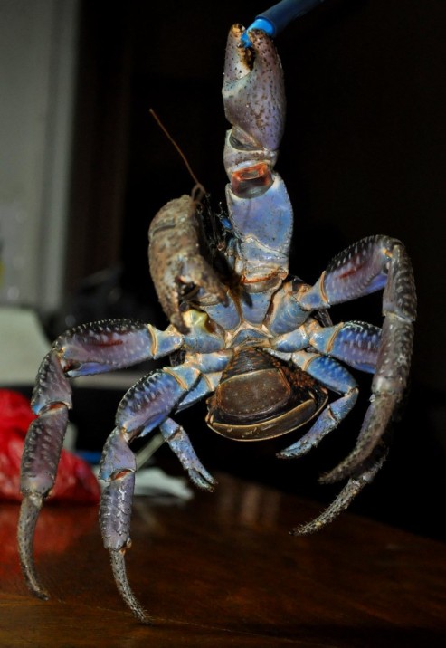 What Does Coconut Crab Taste Like?
