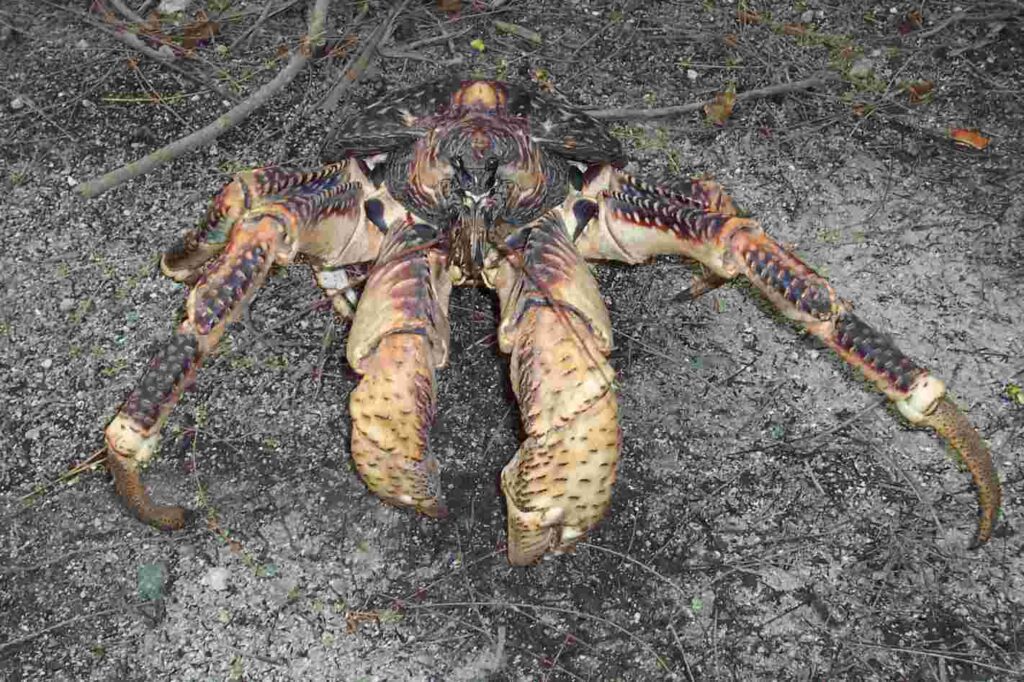 What Does Coconut Crab Taste Like? - Restaurants Hall of Fame