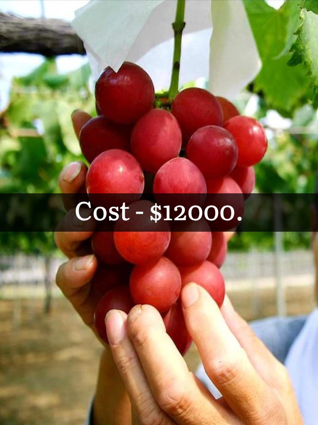 Why these Grapes  are so Expensive?