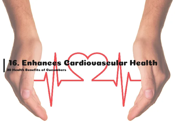 16. Enhances Cardiovascular Health , 20 Health Benefits of Cucumbers