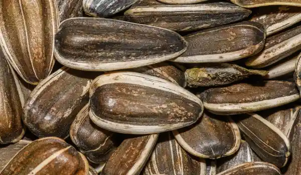 sunflower seeds, 30 Plant-Based Proteins