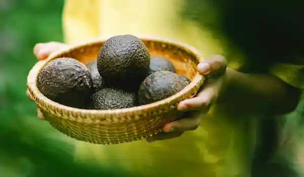 health benefits of avocado.