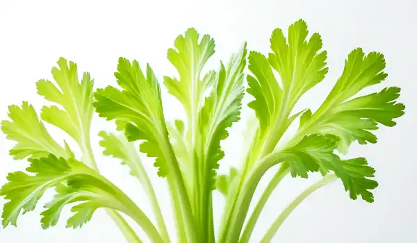 Celery leaves benefits