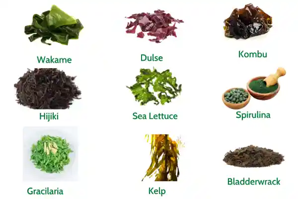 20 Health Benefits of Sea Vegetables