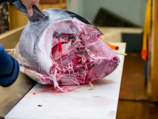 How long does Tuna last in the Fridge? Health Benefits of Tuna