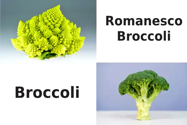 Romanesco vs Broccoli Nutrition
