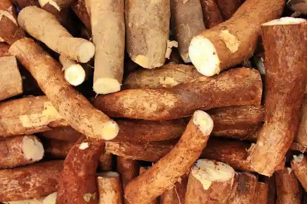 What is Cassava?
