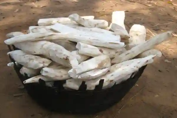 How to Cook Cassava Root?