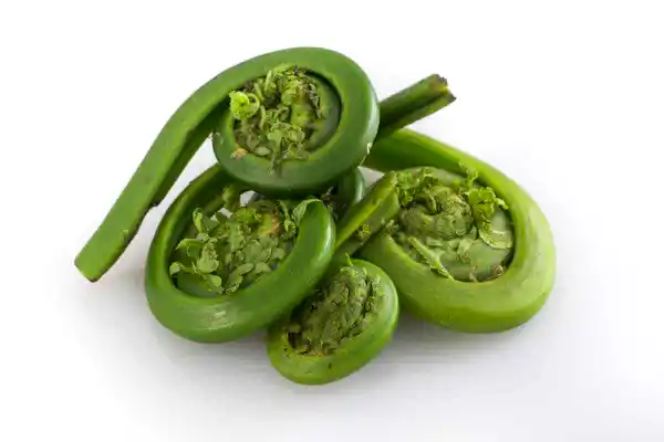 Fiddleheads Nutrition, Benefits, Taste, and Much More Details