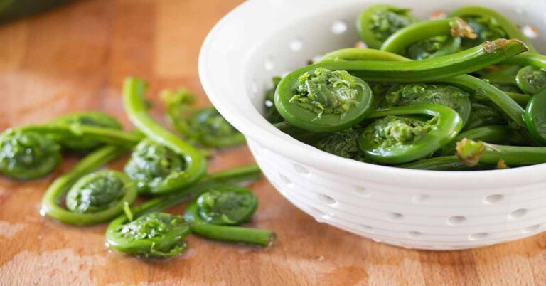 fiddlehead nutrition , benefits, taste and much more